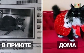 Коты из приютов: снимки до и после обретения семьи (18 фото)