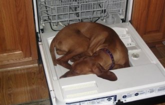 21 собака, которая спит, где ей вздумается, и ей наплевать на ваше мнение (21 фото)