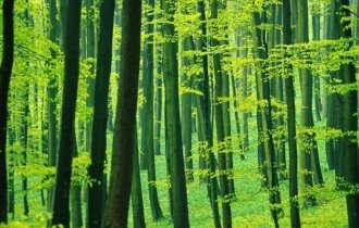 Старые буковые леса - памятник Всемирного наследия (9 фото)