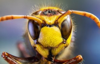 Может ли пчела ужалить пчелу? (4 фото)