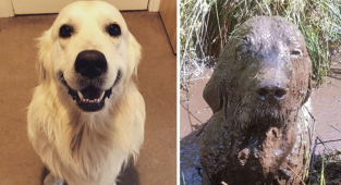 До и после прогулки: смешные фото собак-грязнуль (17 фото)