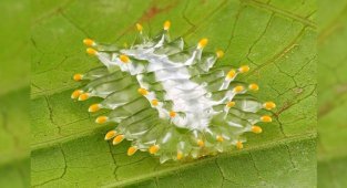 Кристаллическая гусеница, предпочитающая кофе и цитрусовые (5 фото)