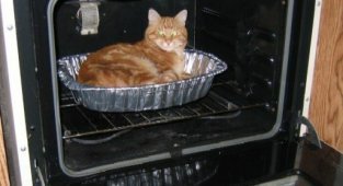 Котейки всегда найдут там, где тепло (8 фото)