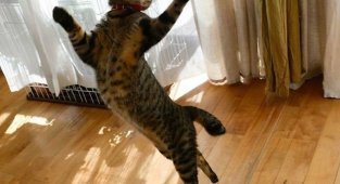 26 танцующих котов, доказывающих, что их грации могут позавидовать даже балерины (26 фото)