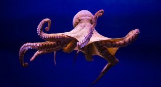 Удивительные факты об осьминогах, которые вы, возможно, не знали (17 фото)