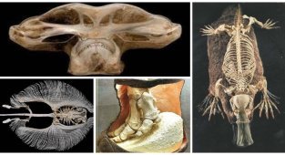 20 обычных животных в необычном ракурсе: разрезы, скелеты, рентген (21 фото)