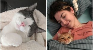 Сон - дело святое: фото котеек, после которых вам захочется подремать (35 фото)