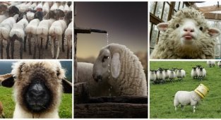 35 словечек о простых овечках: фото из жизни и бытия (35 фото + 1 видео)