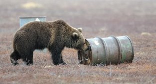 Медведи, которые подсаживаются на запах бензина (5 фото)