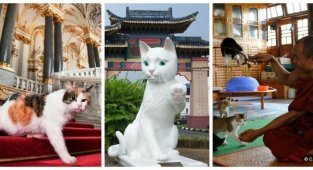 7 удивительных мест, которые определённо понравятся любителям котиков (10 фото)