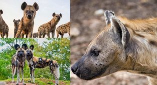 Хихикаючі ублюдки здатні міняти підлогу: небагато фактів про гієни (16 фото)
