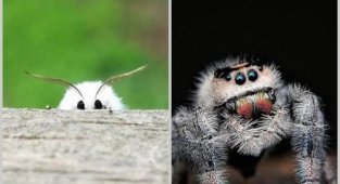 16 proofs that insects can be not only scary, but also very cute (17 photos)