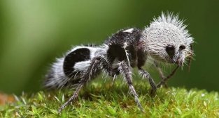 Белые и пушистые «убийцы коров» (9 фото)