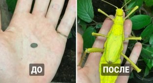 15 порівнянь, що демонструють неймовірні перетворення яєць різних комах у дорослих особин (16 фото)