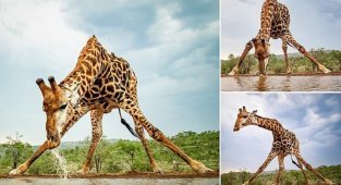 Жираф на водопое чуть не сел на шпагат (7 фото)