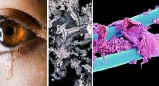 15 поразительных фото, которые демонстрируют некоторые вещи под микроскопом (16 фото)