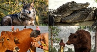 Священная корова: каких животных почитают в разных уголках мира (23 фото)