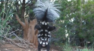 American Spotted Skunk: Fighting stance on front legs. If you see such a pose, then just run as fast as you can without looking back (6 photos)