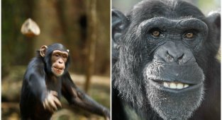 Почему шимпанзе кидаются своими кучками? (6 фото)