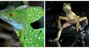 Running on water: an amazing creature of God racing along the surface of reservoirs (8 photos + 1 video)