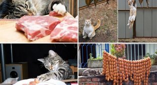 Кошки, которым надоело выпрашивать еду (16 фото)