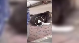 Коты ловят мышей