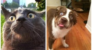 Драматичные морды кошек и собак в момент великих потрясений (26 фото)
