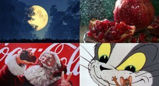 Запрет на разводы, «Кока-Кола» от жуков и другие интересные факты обо всём (10 фото)