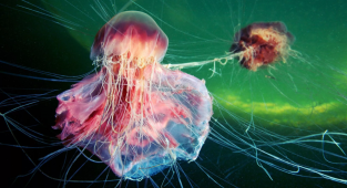 Волосистая цианея: Медуза, которая может вырасти длиннее синего кита, и её цикл жизни (8 фото)