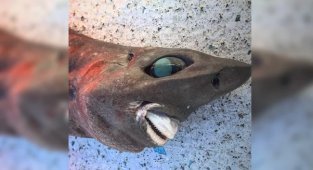 Странные, причудливые и пугающие глубоководные существа, найденные в 2022 году (8 фото)