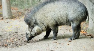 Висайская бородавчатая свинья: уникальная хрюшка, которая пользуется орудиями труда (7 фото)