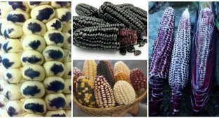 Все цвета радуги и еще немного: 25 видов кукурузы, которые вас поразят (33 фото)