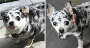20 фотографий собак до и после того, как они взяли себя в лапы и смогли похудеть (21 фото)