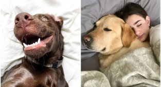 Улыбнитесь: 24 милейших фото и видео с собаками (25 фото)