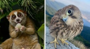 15 фотографий животных, за милым личиком которых прячется расчётливый хищник (16 фото)