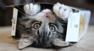 Почему коты так любят коробки? (10 фото)