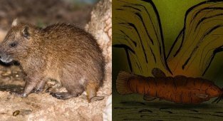 Очаровательная редкость: животные, которых уже практически невозможно встретить (9 фото)