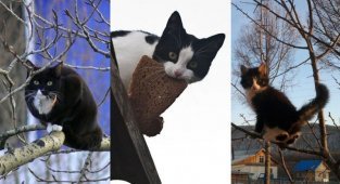 Подборка фото котов, которые плевать хотели на птичьи права (16 фото)