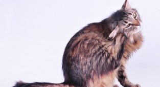 Горячие уши у кошки: как выяснить и устранить причину? (3 фото)