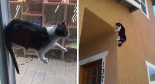 Притяженья больше нет: эти котики плевать хотели на законы физики (24 фото)