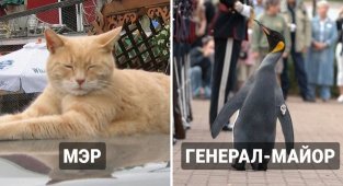 8 знаменитых животных, которые получили от людей реальные должности или звание (10 фото)