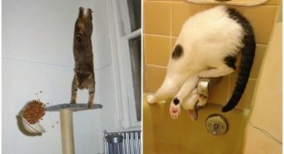Притяженья больше нет: 40 котеек, которые бросили вызов законам физики (41 фото)