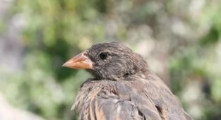 Как выглядит настоящий вампир: птичка вьюрок, которая пьет кровь вместо воды (4 фото)