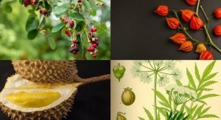 25 растений, с которыми нужно быть предельно осторожными (26 фото)