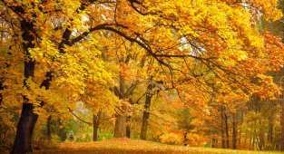 No worse than others, if not better: why is it worth loving autumn? (3 photos)