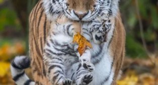 Дикая природа: мамы с детенышами (8 фото + видео)