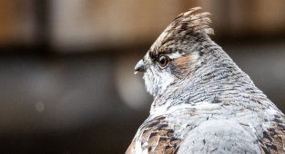 Рябчики на Байкале (16 фото)