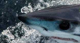 Акула- мако: Младшая сестра белой акулы. Разгоняется до 80 км/ч  и обладает наибольшими мозгами среди других акул (10 фото)