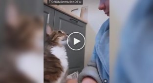 Поцелуи с пушистыми мордами