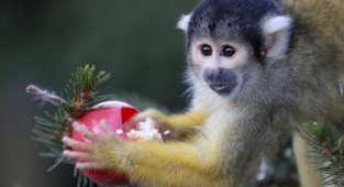 13 любопытных фактов про обезьян (13 фото)